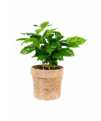 Mini Kahve Bitkisi-Coffea Arabica